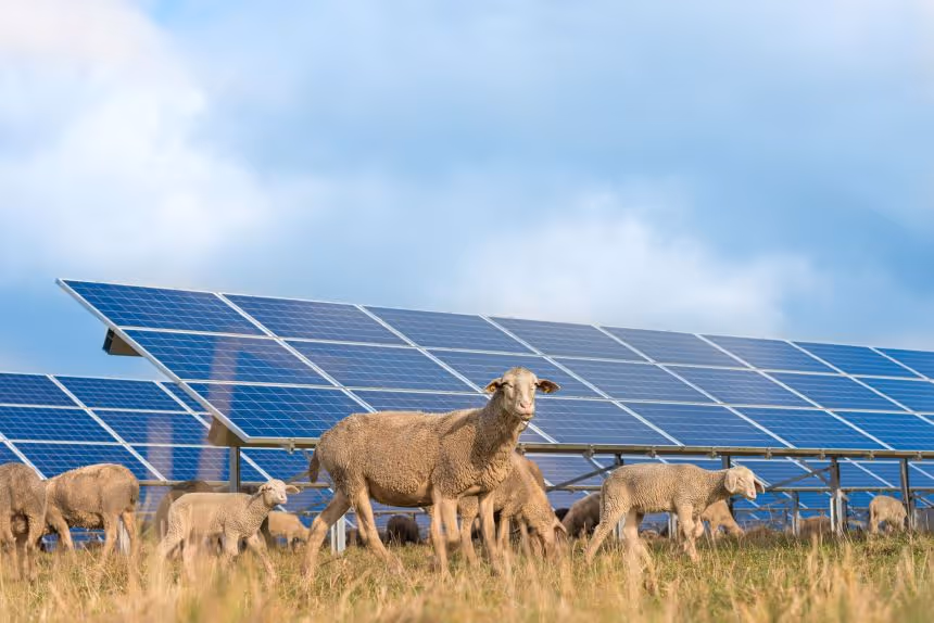 Agrivoltaics installations with sheeps