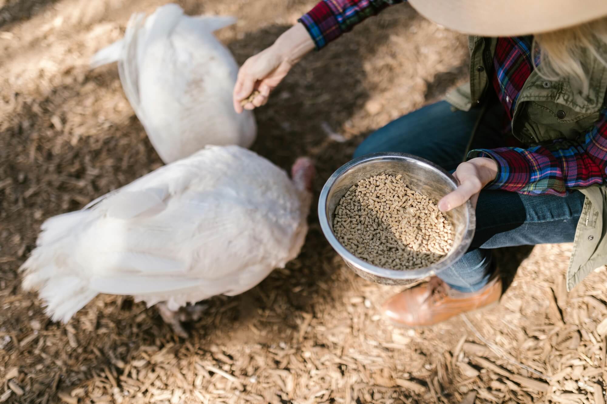 a woman feeding turkeys