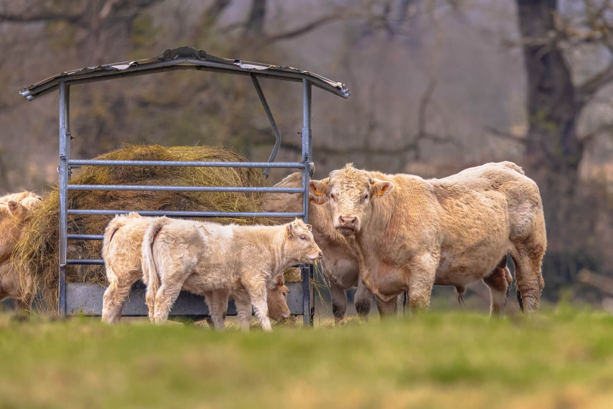 cattle grazing in a pasture with hay