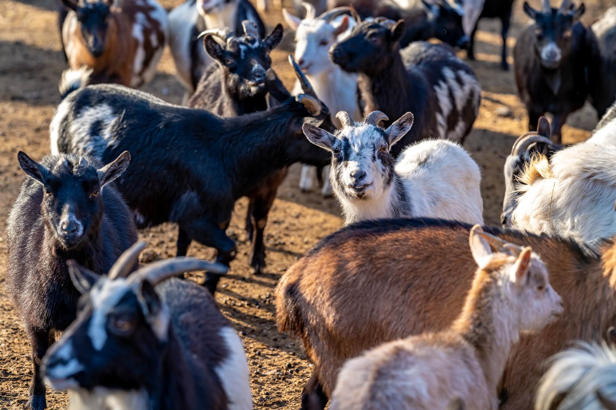 a herd of goats on a farm