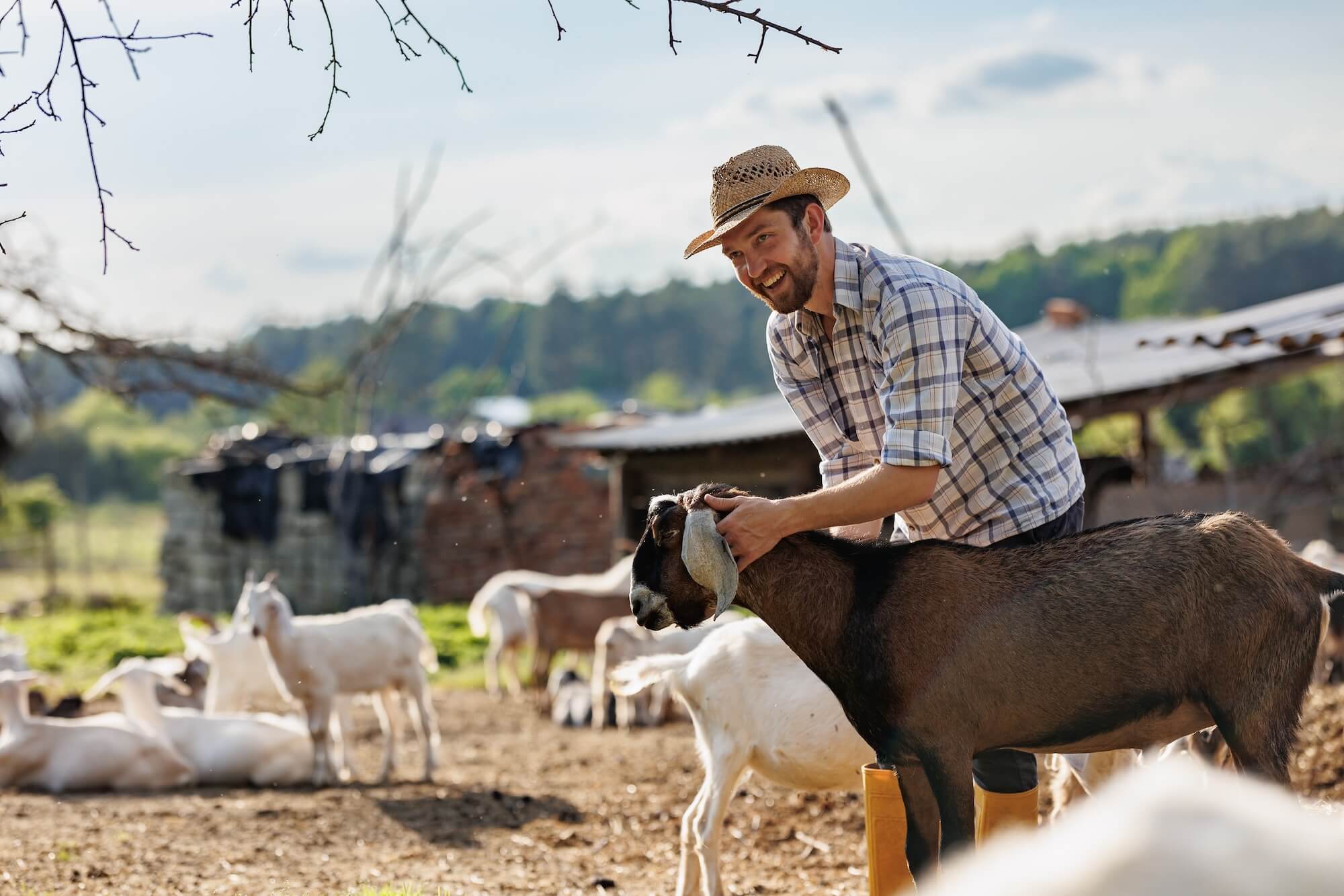 a male farmer smiling with his goats on a farm