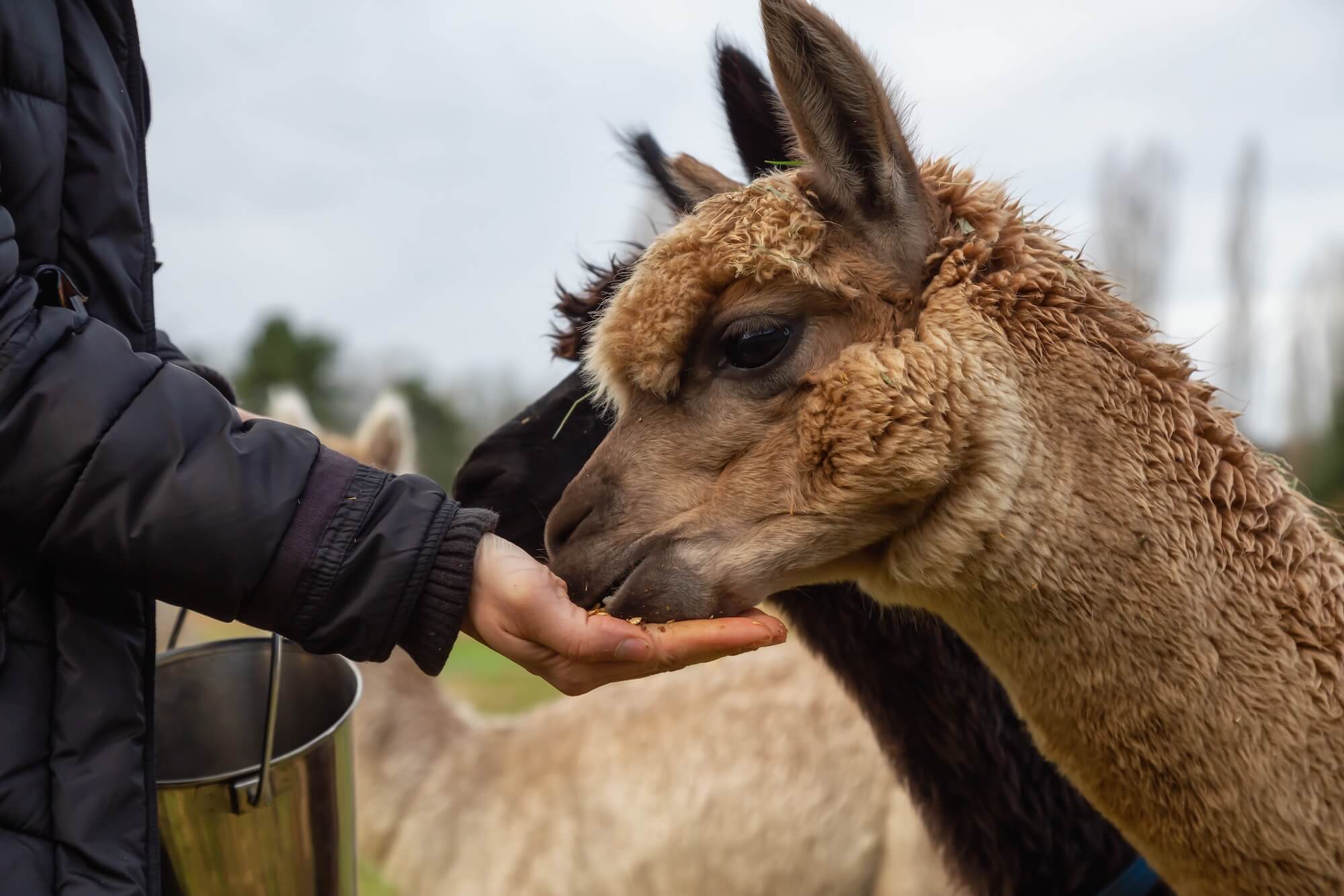 a woman feeding alpacas on a farm