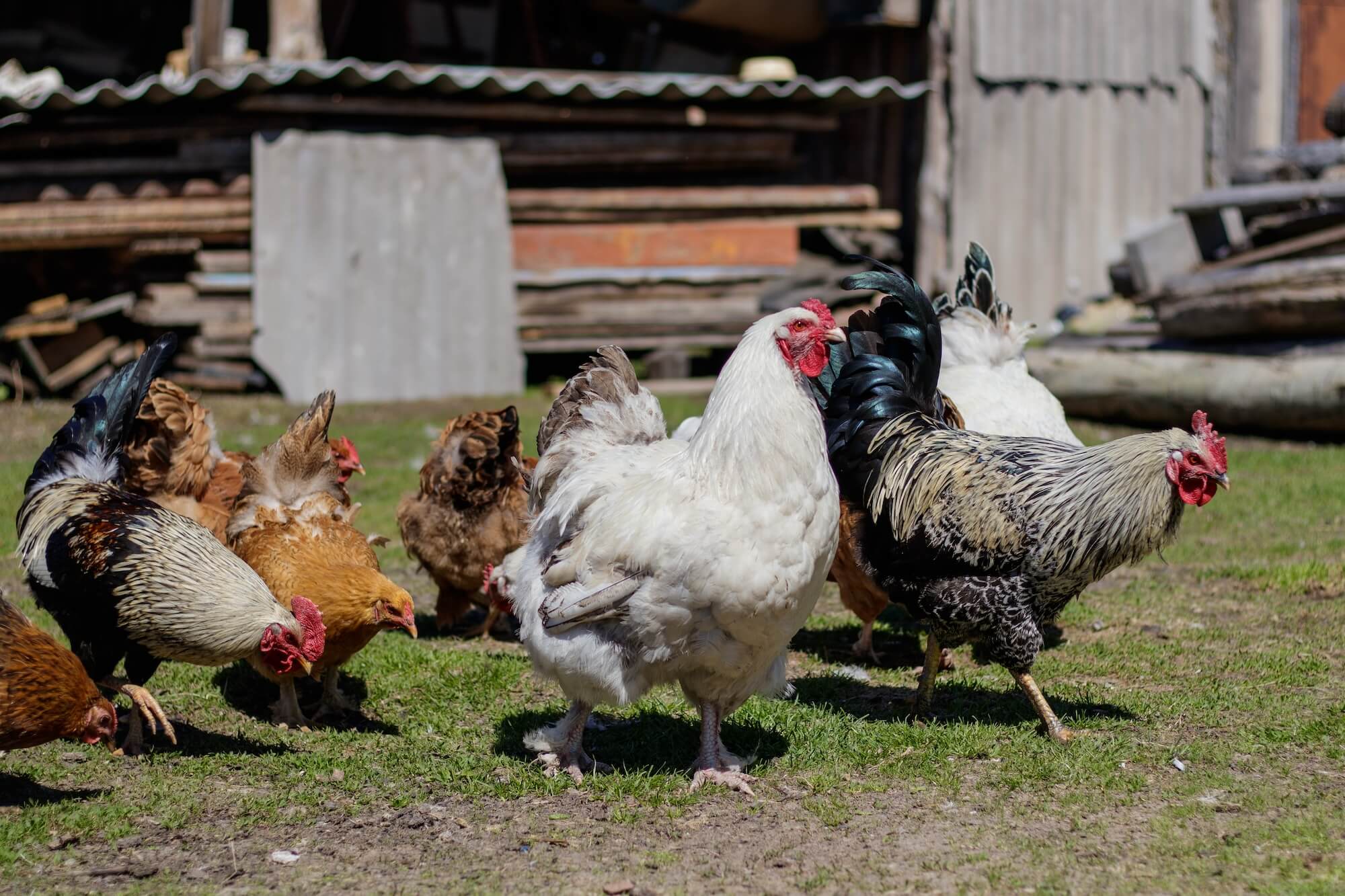 a flock of chickens foraging on pasture on a sunny day