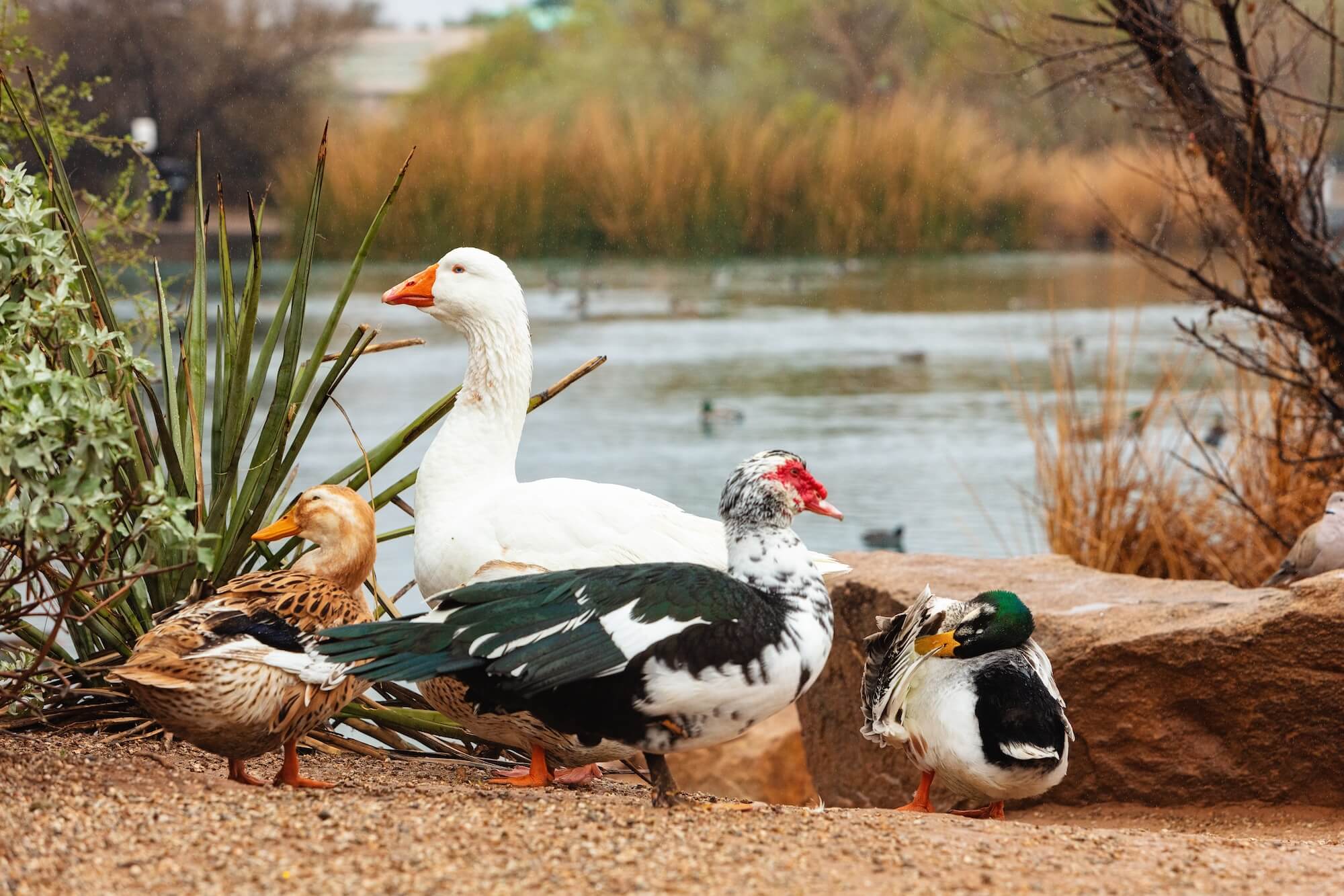 a goose with ducks and musovy near a pond