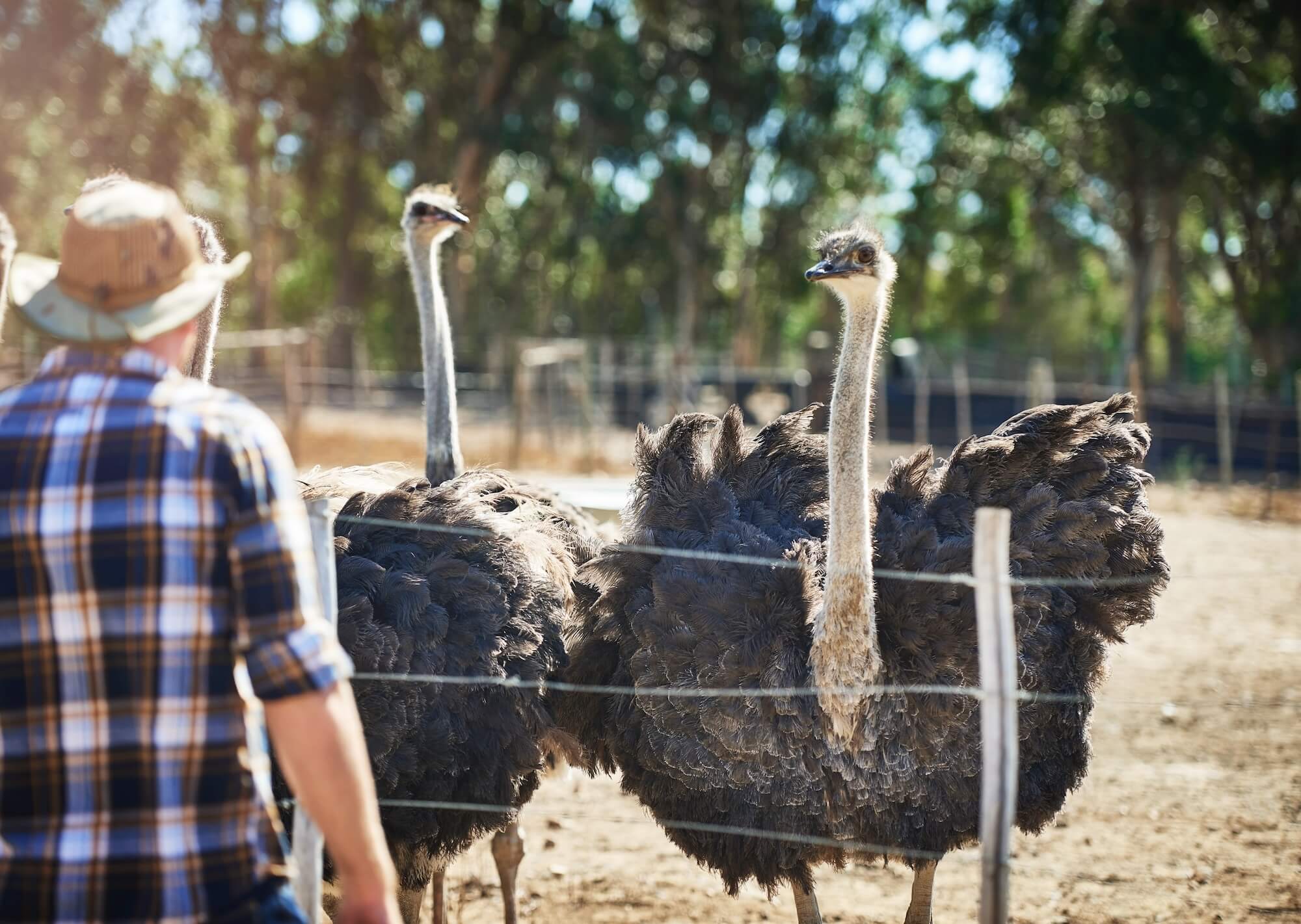a farmer watching large ostriches roaming his farm