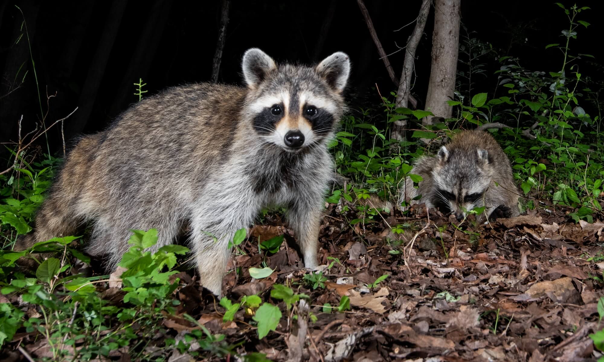 a raccoon at night on the farm