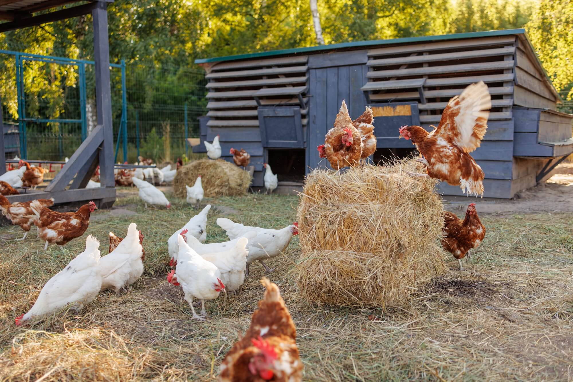chickens free ranging and pecking at feed