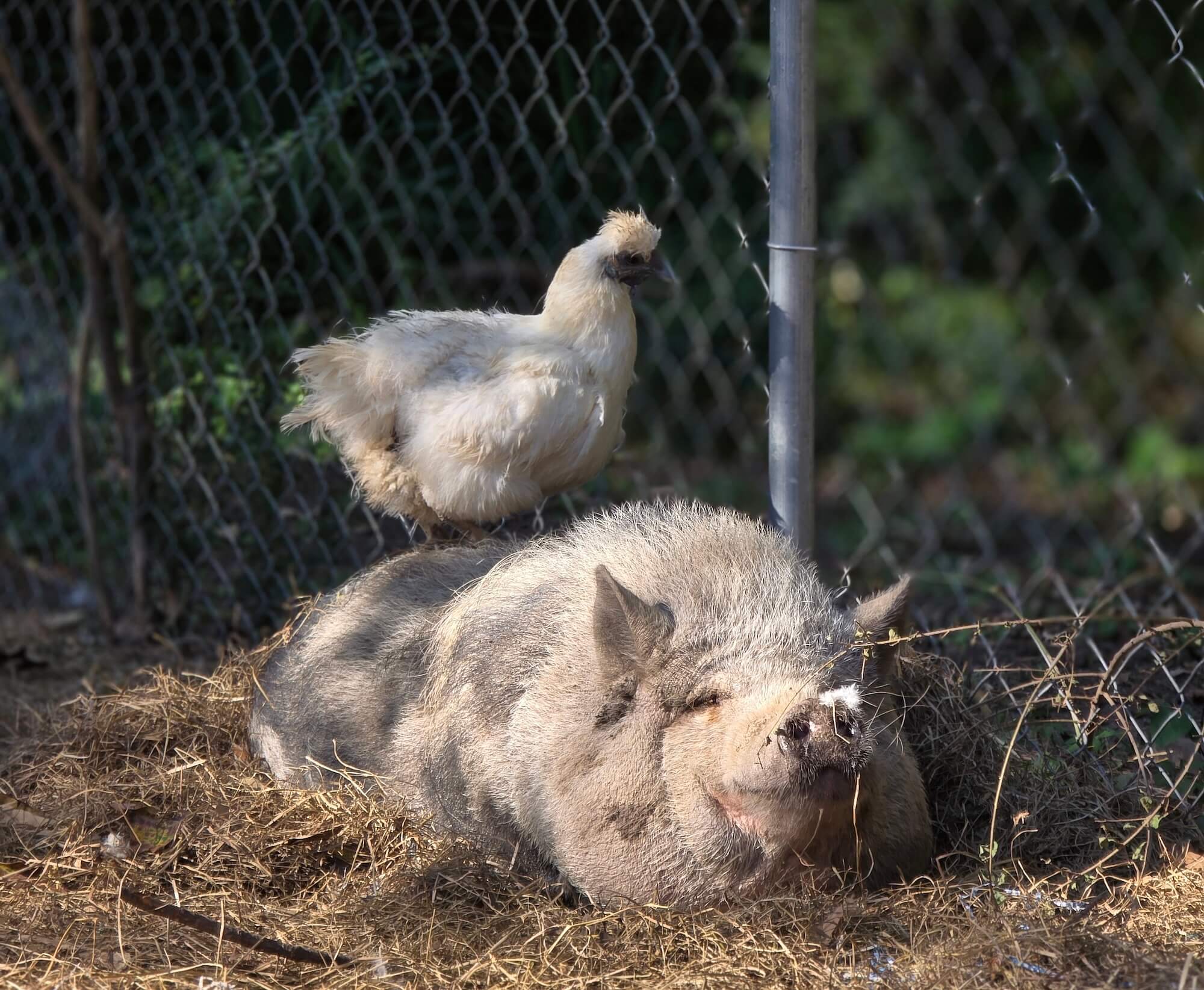 A chicken rests on top of a pig at Gumpert Homestead