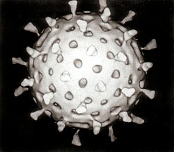 Category:Viruses - Wikimedia Commons