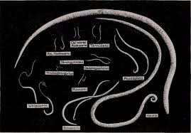 File:Animal parasites and human disease ...