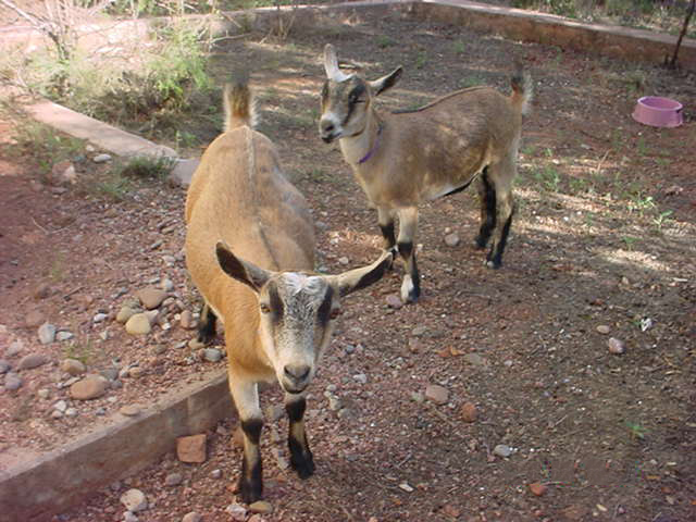 File:Nigerdwarfgoat.jpg - Wikimedia Commons