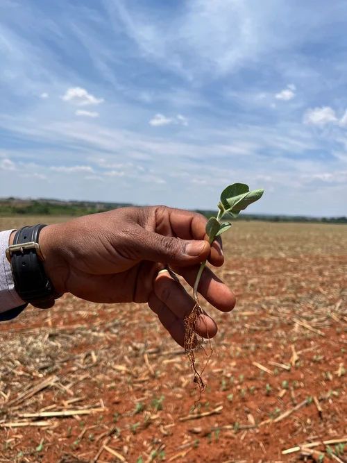 Mão segurando uma planta com campo no fundo