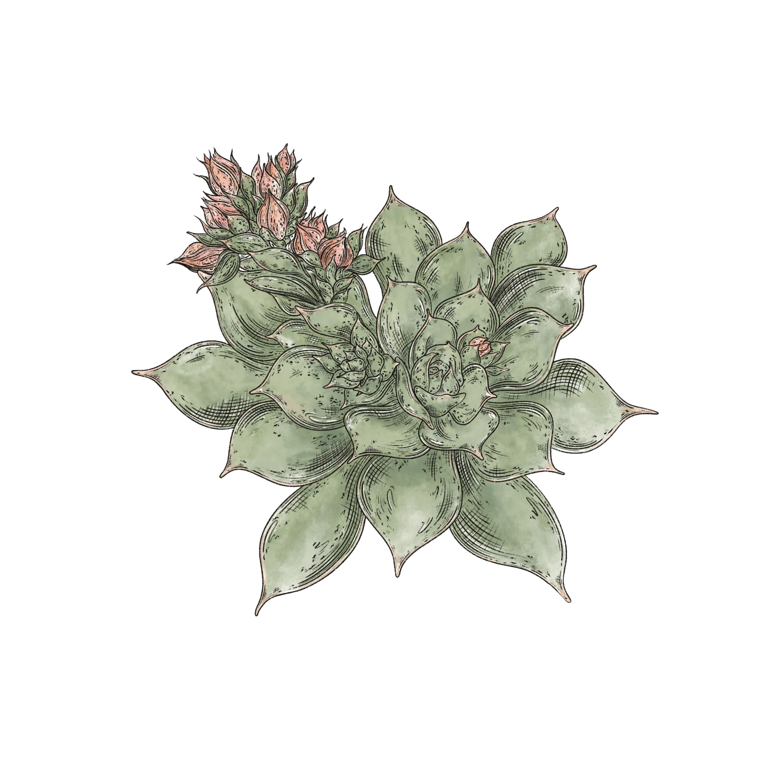 A succulent illustration with pink flowers moving in the wind