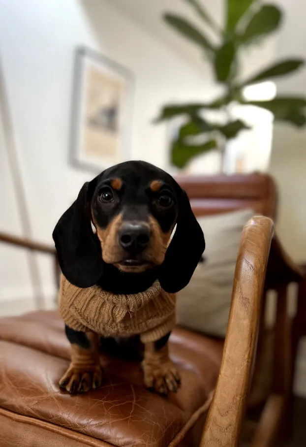 A photo of Bertie the miniature dachshund wearing a tanned jumper