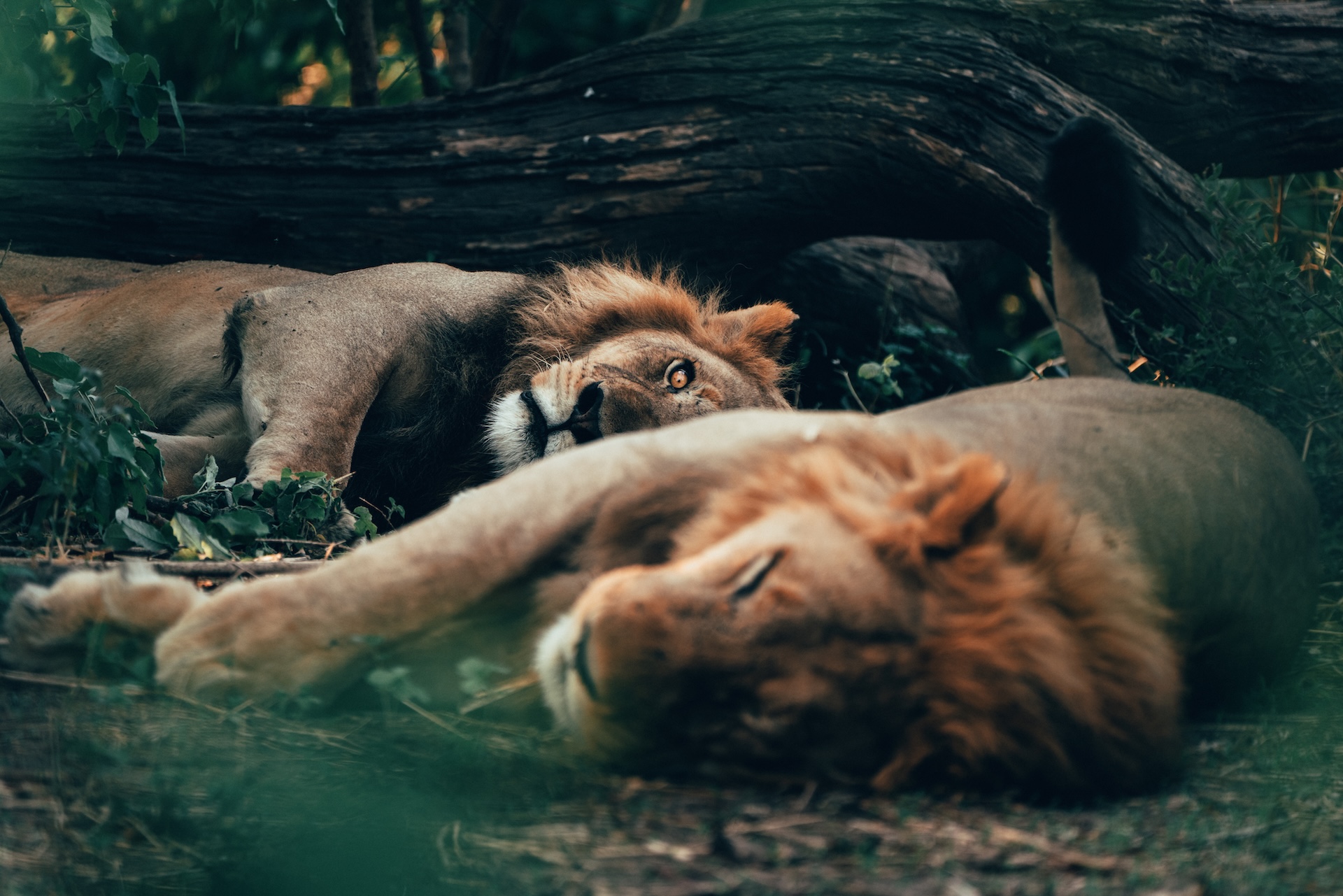 Zwei Löwen ruhen im Schatten auf einer Safari – emotionaler Reise-Content für Meta Ads Kampagnen für Reiseanbieter | tripteaser