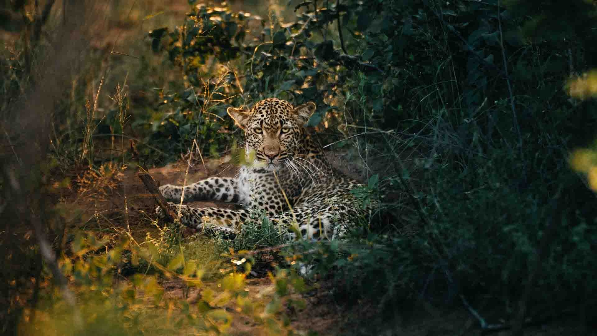 Büffel an der Wasserstätte im Krüger Nationalpark, Südafrika