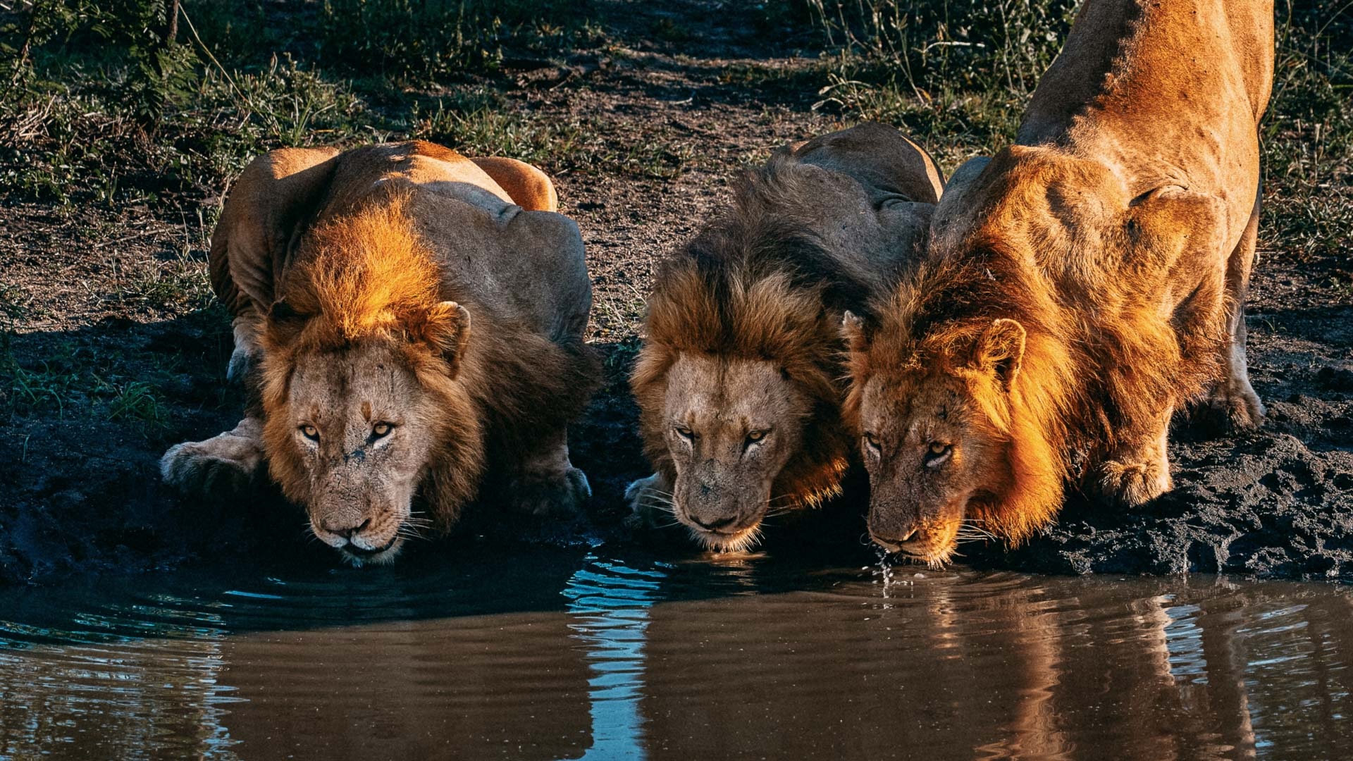 Löwen beim Sonnenuntergang im Krüger Nationalpark, Südafrika