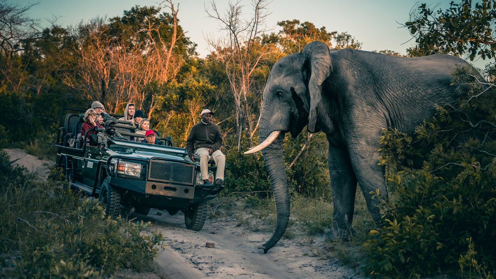 Elefant auf einem Game Drive in Sabi Sands, Südafrika