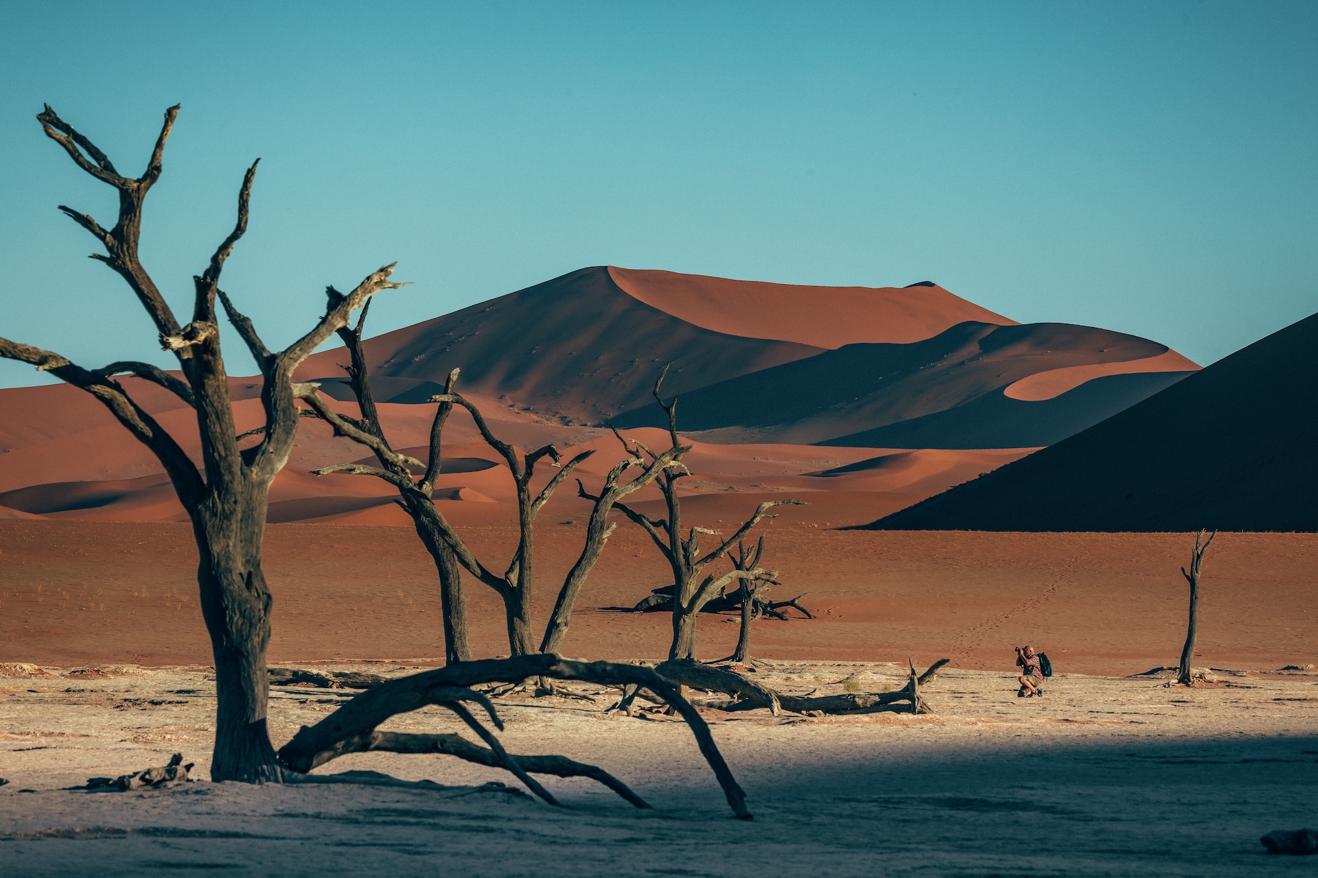 Tote Kameledornbäume im Deadvlei vor roten Sanddünen, Sossusvlei Namibia