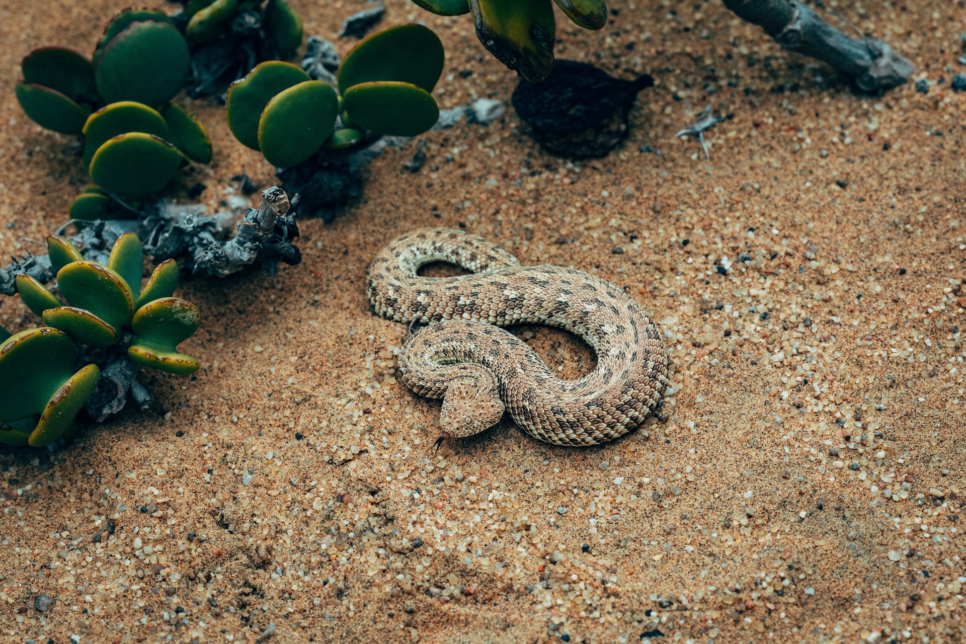 Robbenkolonie an der Skelettküste bei Swakopmund, Namibia
