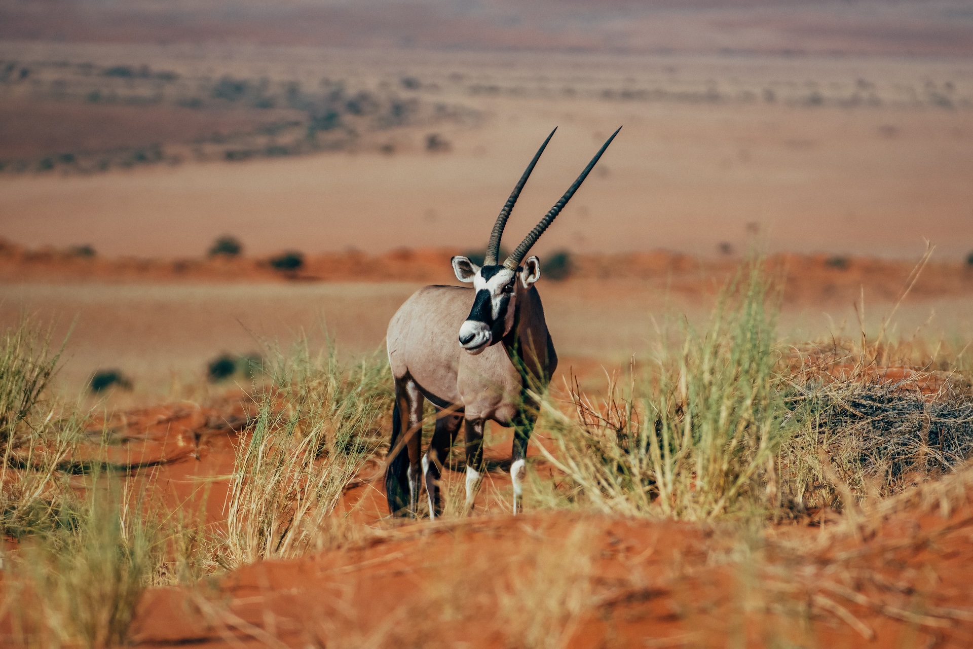 Blick von der Düne des Wolwedans Dune Camp ins NamibRand, Namibia