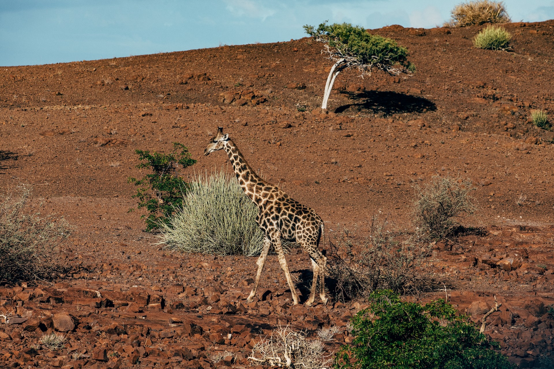 Spitzmaulnashorn in der Palmwag Konzession, Damaraland Namibia