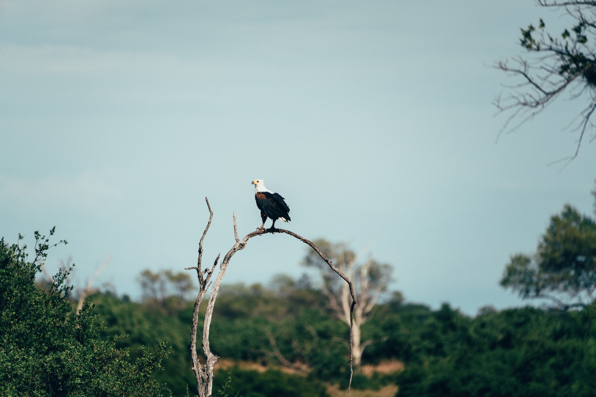 Nacht unter dem Sternenhimmel, Sky Beds Sable Alley Botswana