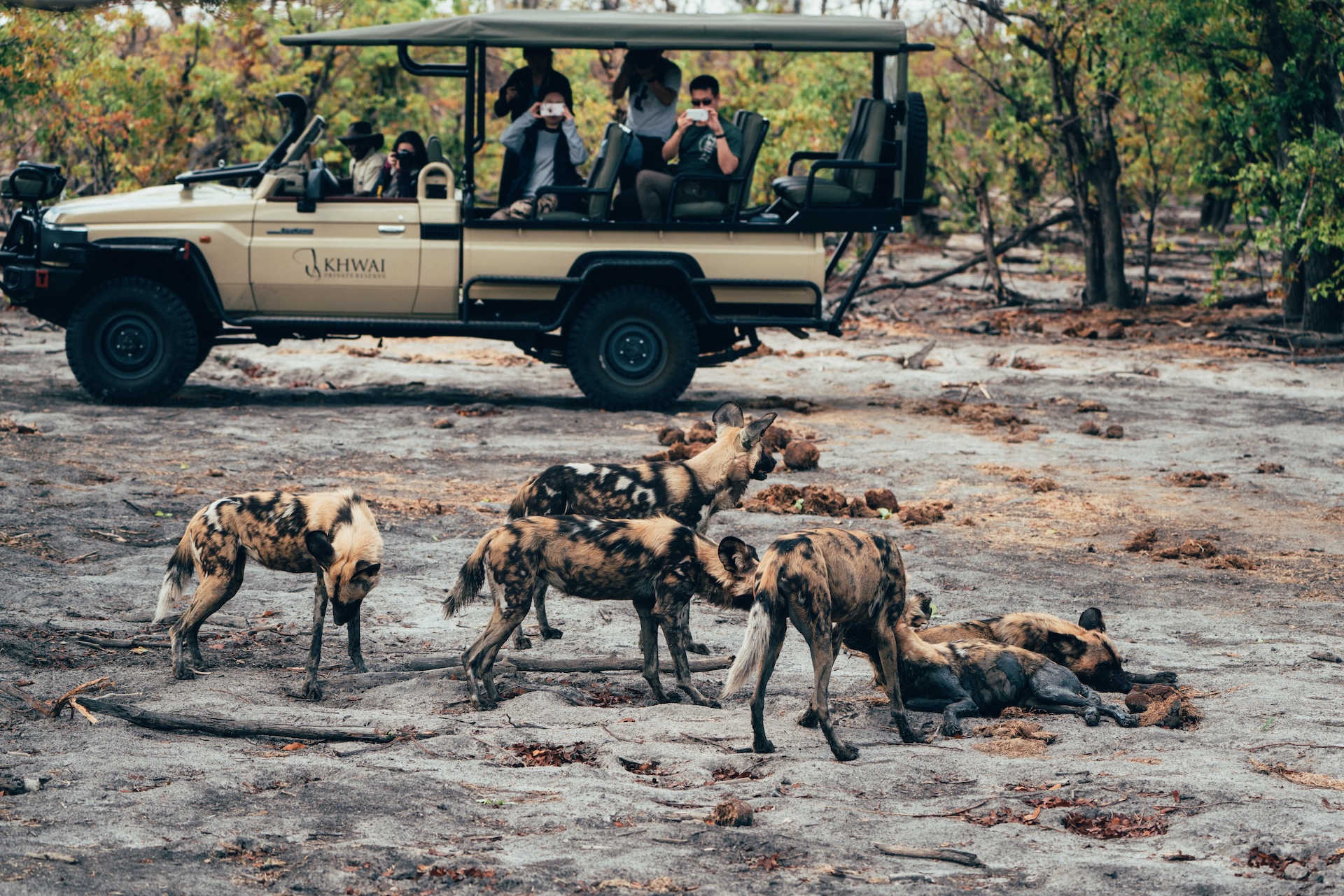 Wildlife-Begegnung auf dem Game Drive, Khwai Private Reserve Botswana