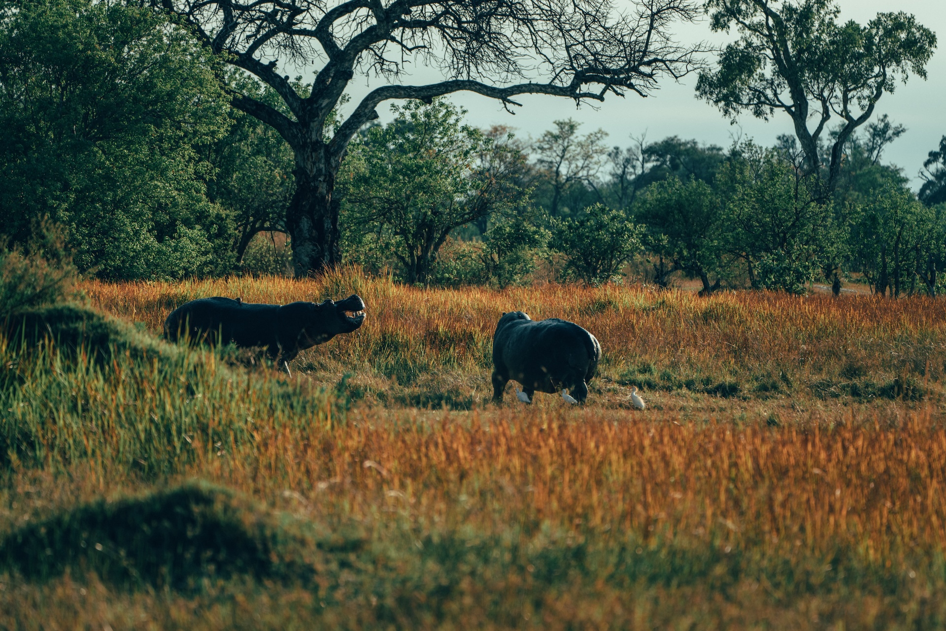 Tierbegegnung bei Sonnenuntergang, Sable Alley Khwai Botswana