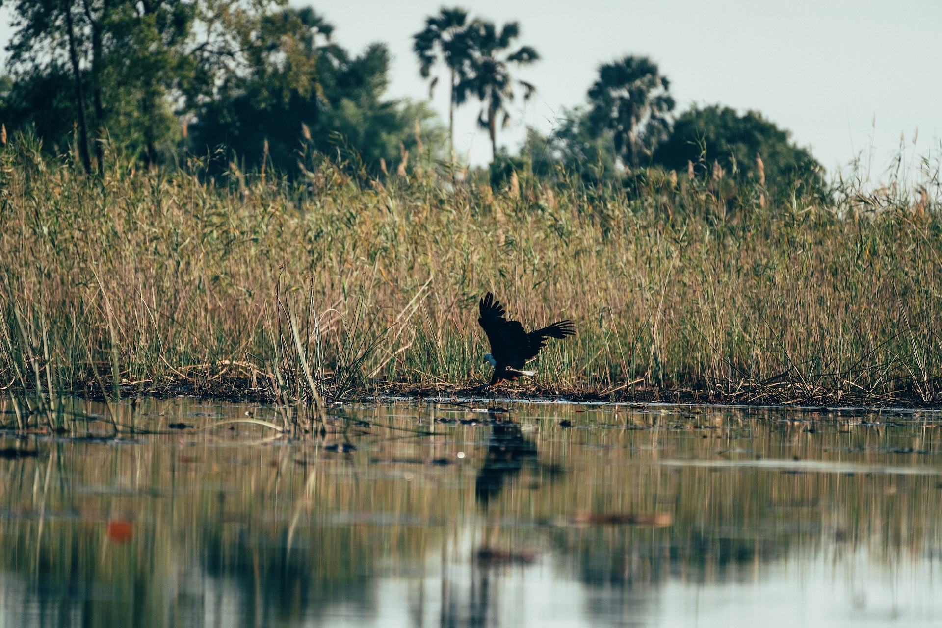 Tierbegegnung am Ufer des Okavango Deltas, Botswana