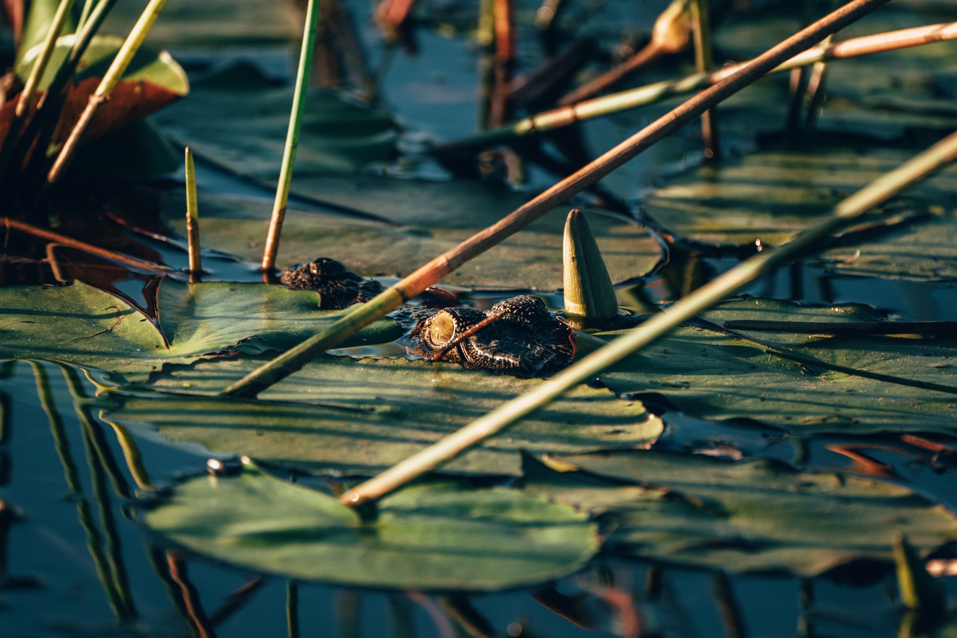 Papyrus und Wasserpflanzen im Okavango Delta, Botswana