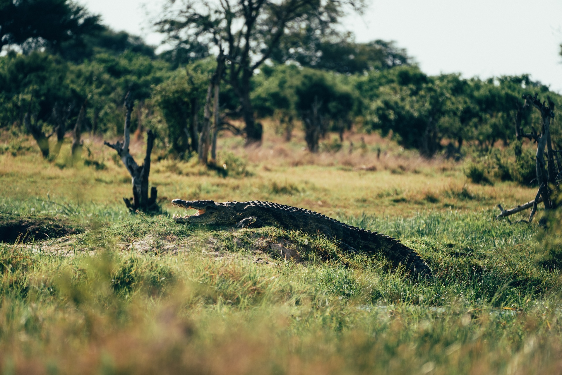 Lagerfeuer-Atmosphäre unter freiem Himmel, Sable Alley Botswana