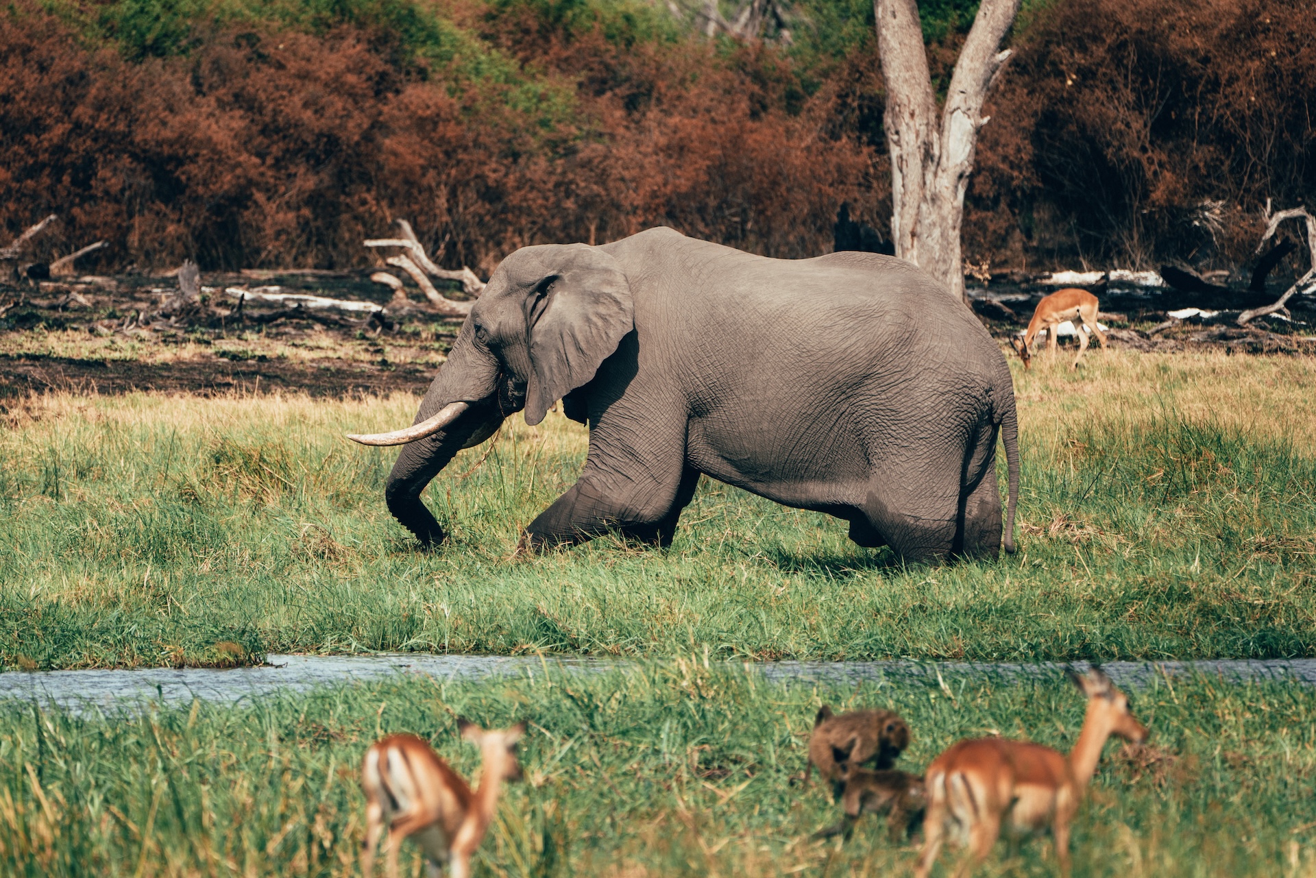 Weite der Savanne im Morgengrauen, Sable Alley Botswana