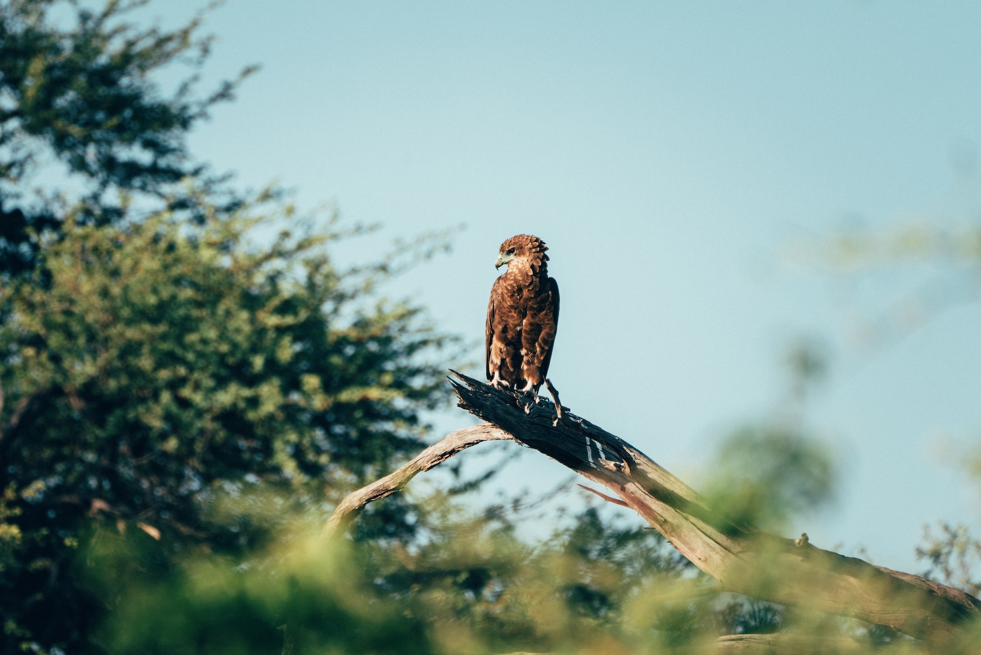 Sky Beds Schlafplattform unter dem Sternenhimmel, Sable Alley Botswana