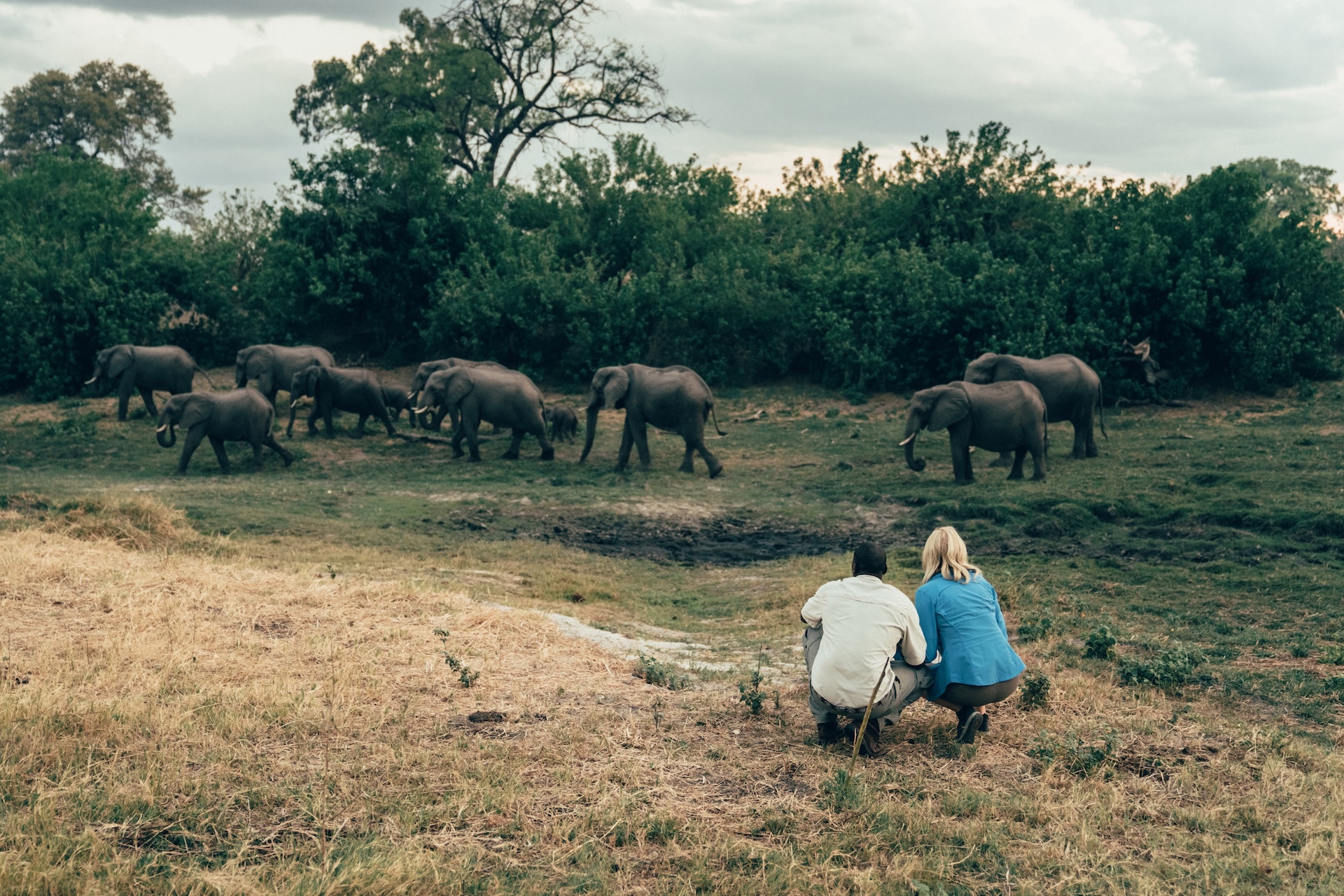Große Tierdichte am Linyanti Fluss, Chobe Nationalpark Botswana