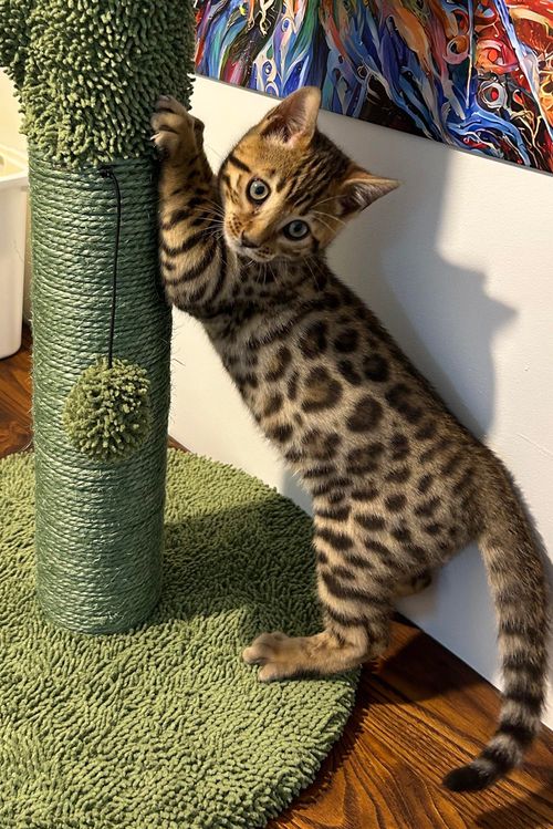 Chaton bengal mignon qui joue avec un arbre à chat