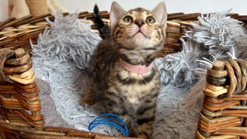 Chanton bengal femelle