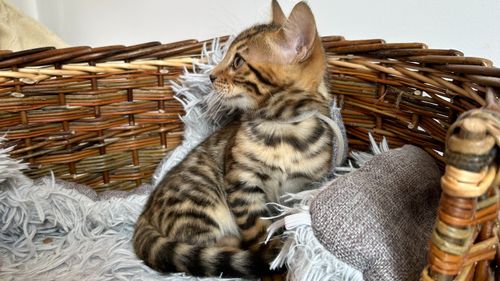 bengal chaton mâle