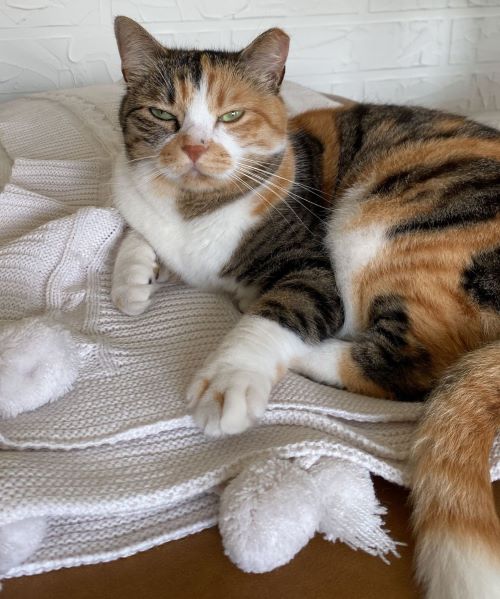 A judgmental cat. 