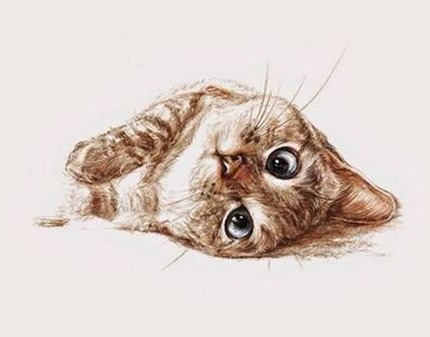 A cute cat rolling on the floor.