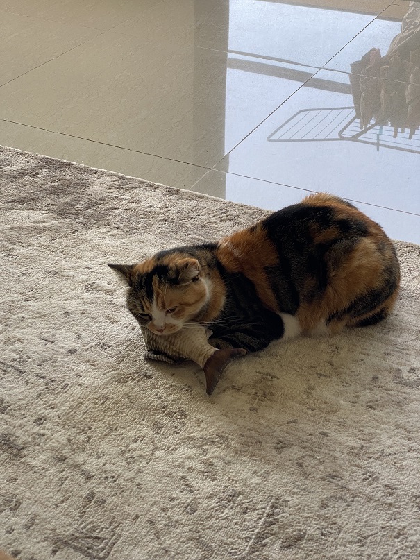 A cute cat eating a stuffed fish toy.
