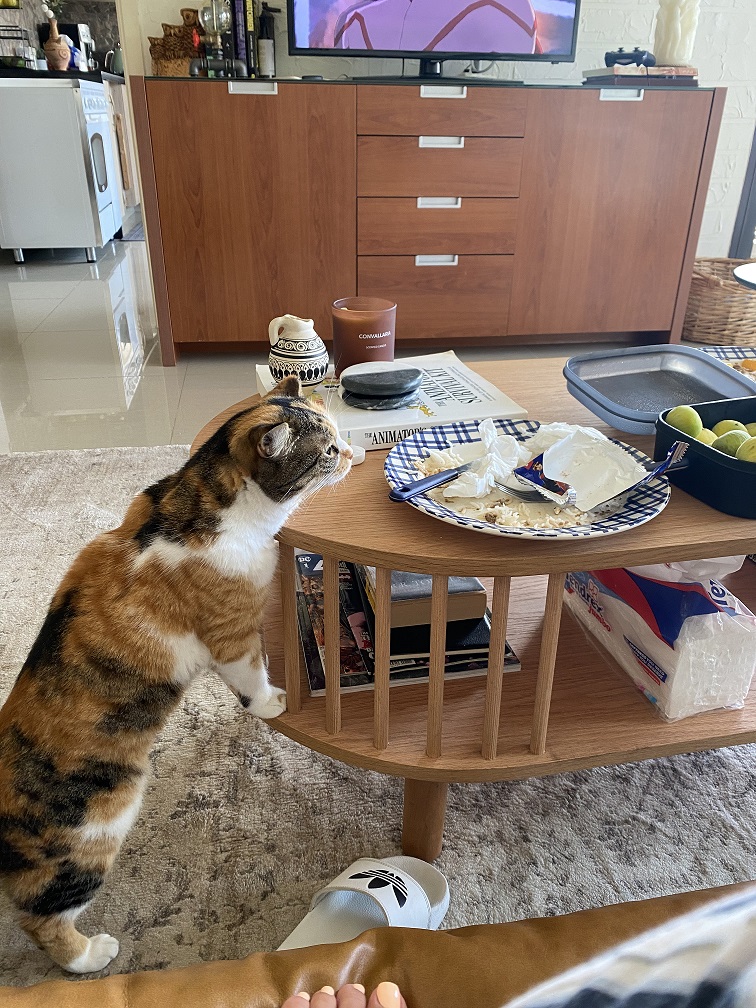 A gluttonous cat trying to steal food. 