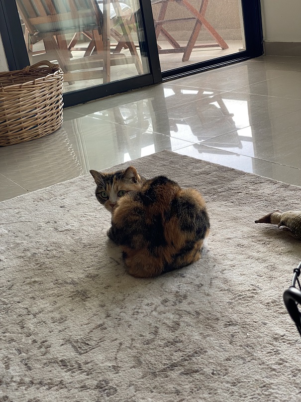 Suspicious Cat looking behind her.