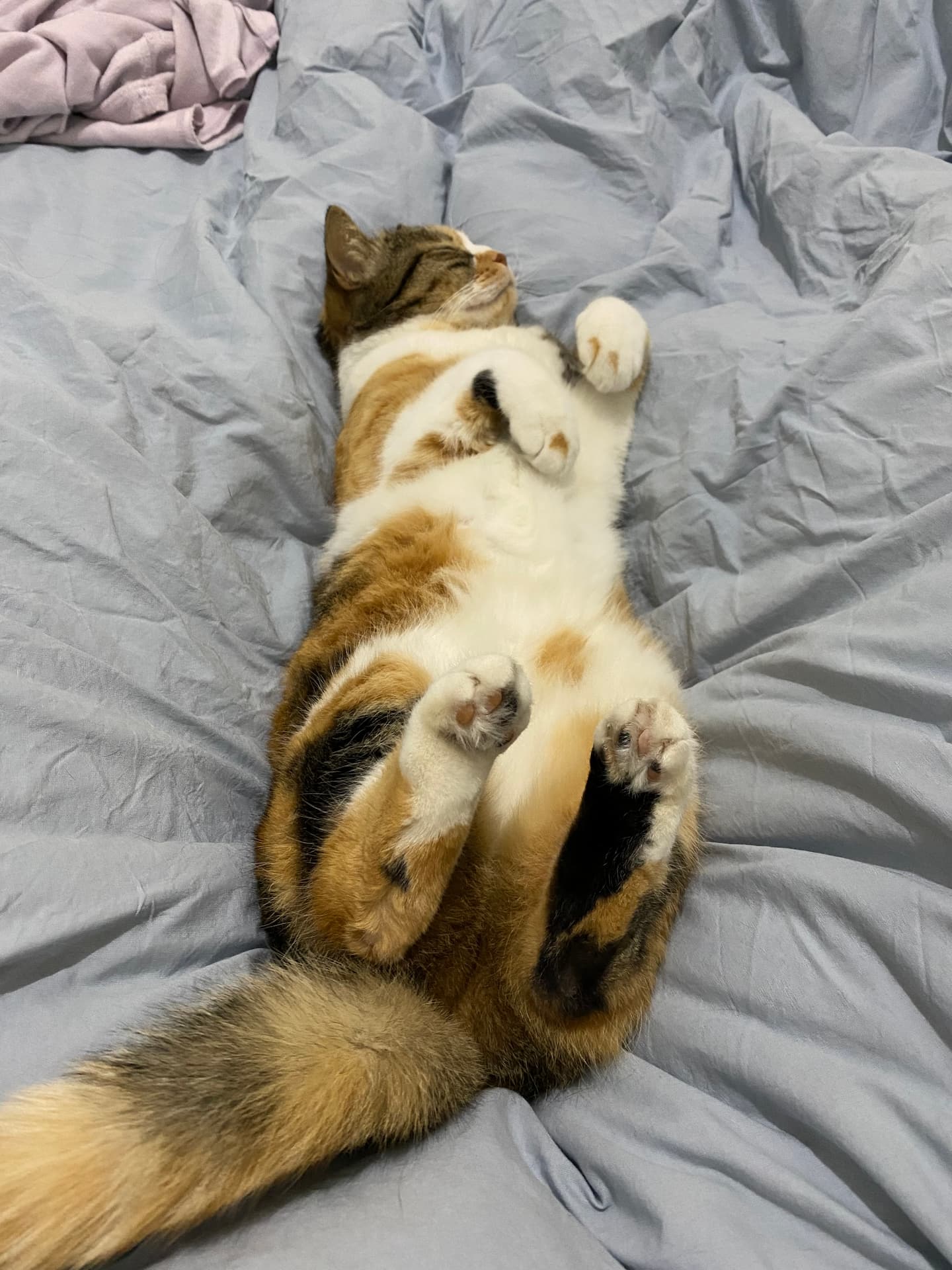 A cute bisi 