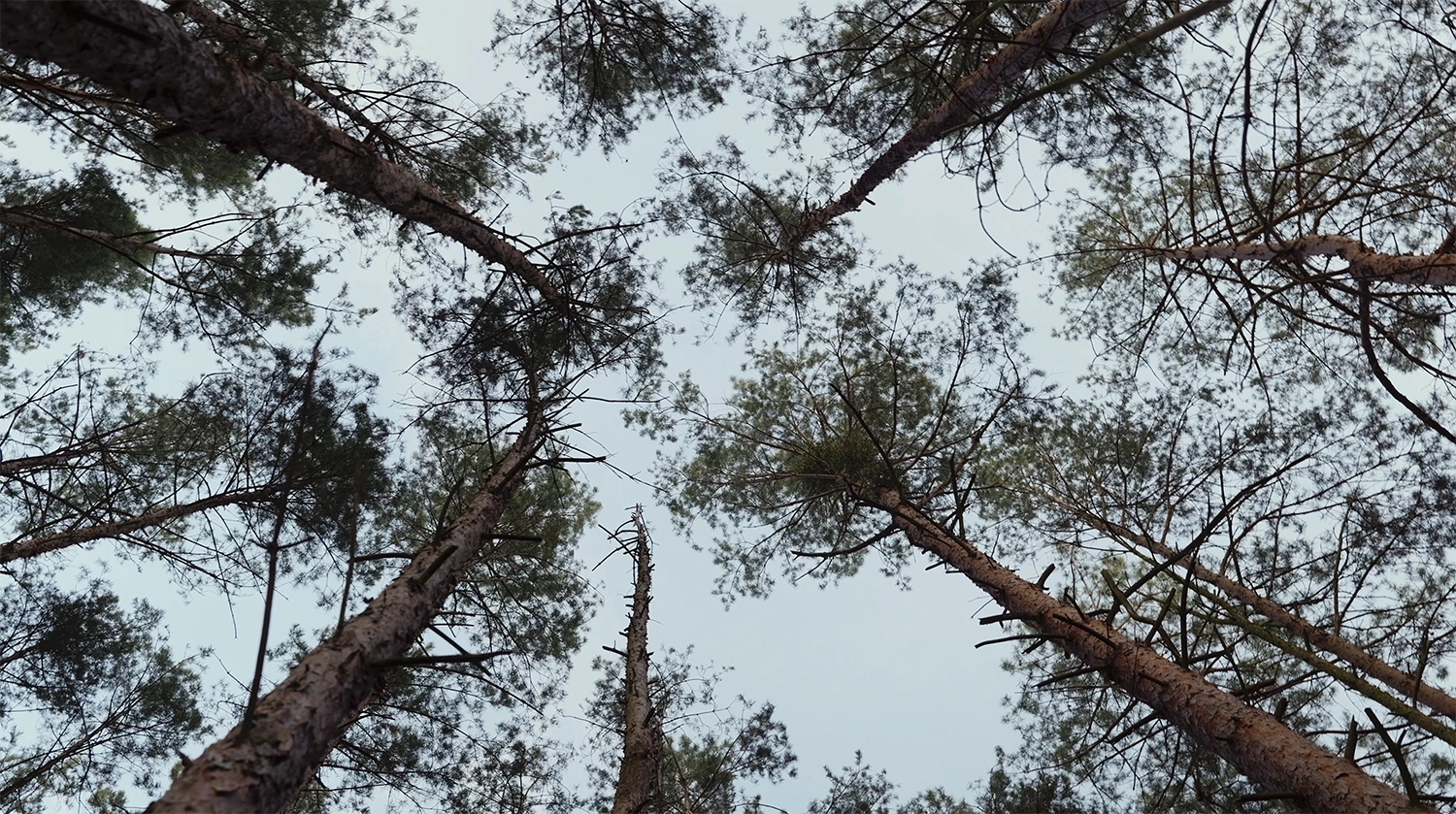 Blick in die Baumkronen eines Kiefernwaldes für die Dokumentarserie „Neue Wärme für Vetschau“.