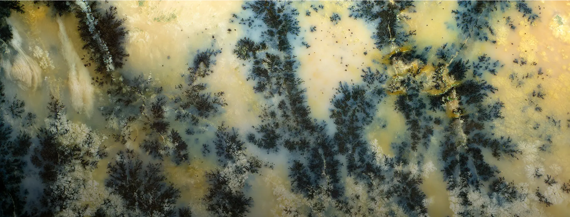 mycotoxins gradient