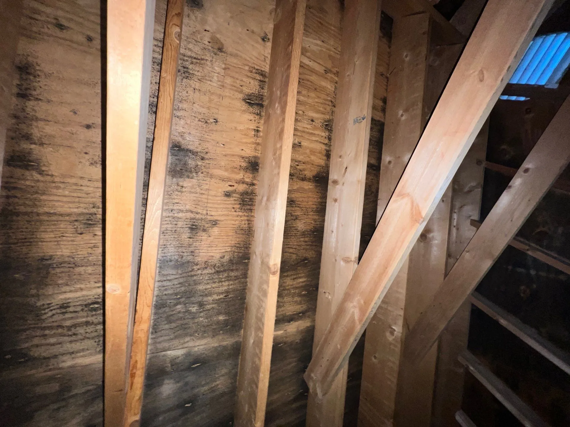 Wood beams in an attic with visible dark mold spots on the plywood wall.