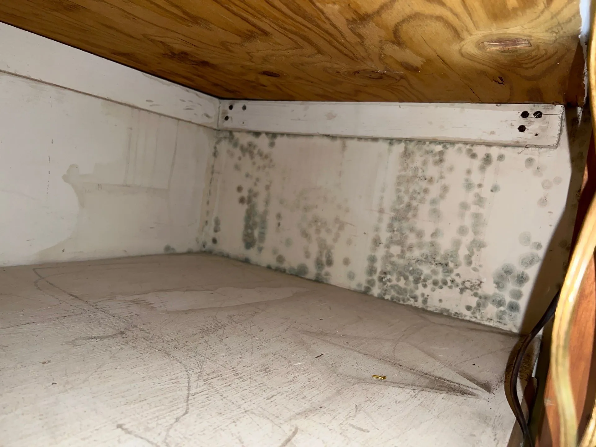 Mold growth spotted on the white interior wall of a wooden cabinet corner.