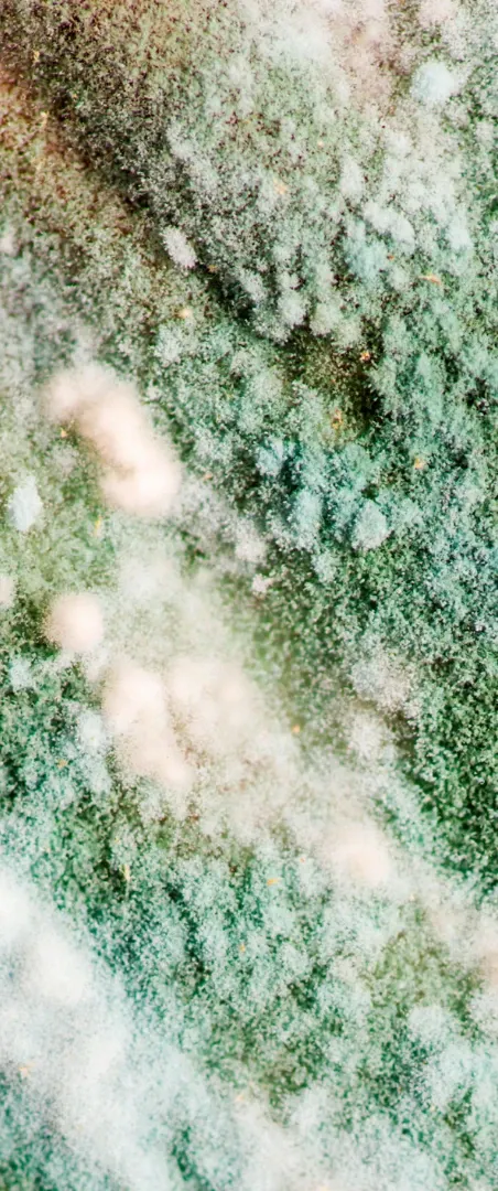up close mold landscape
