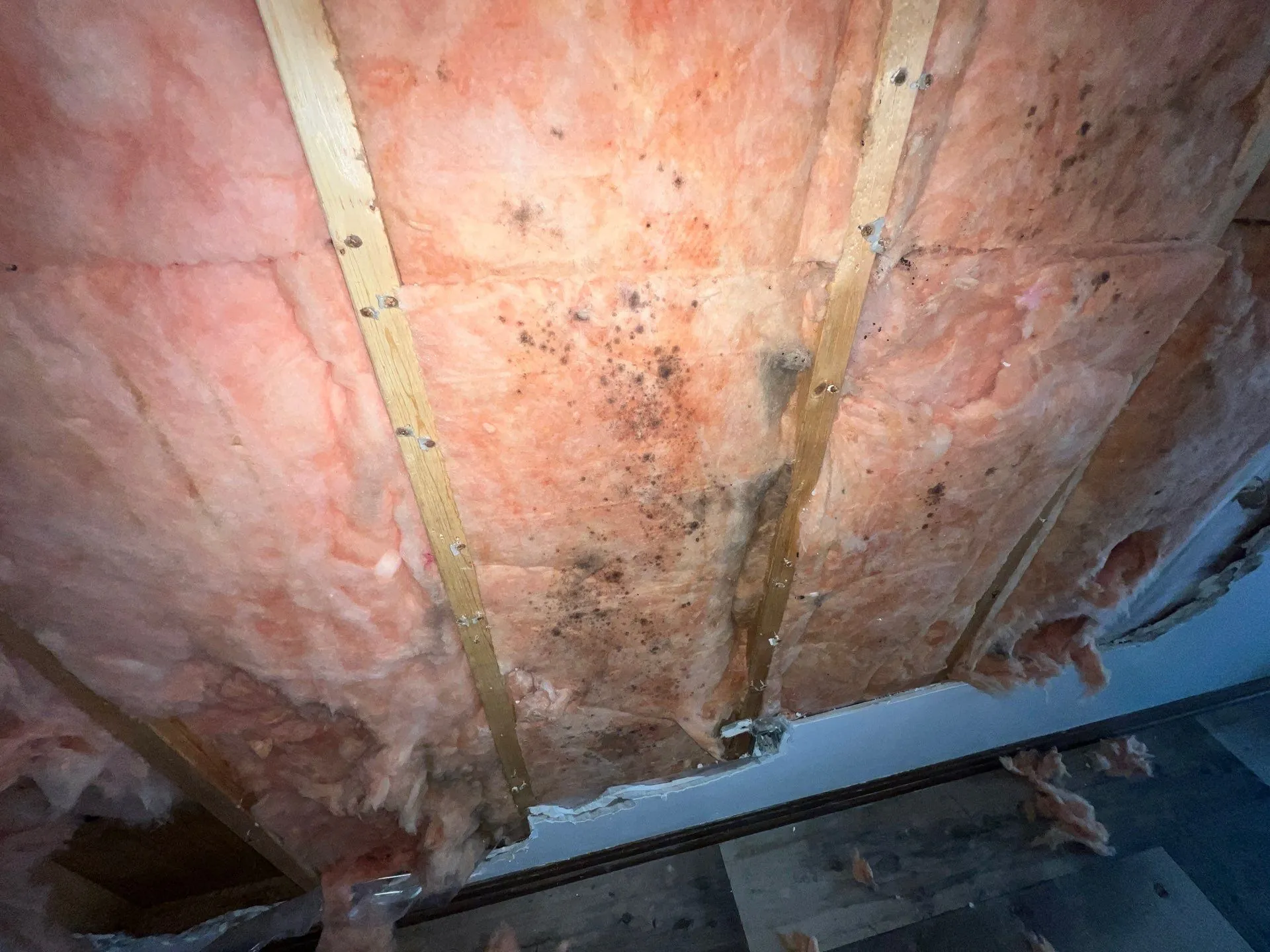 Pink insulation on a ceiling with visible black mold spots and wooden support beams.